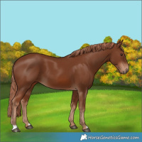 Horse Color:Chestnut 