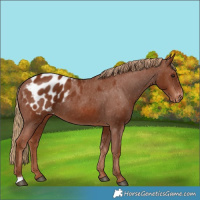 Horse Color:Chestnut Blanket 