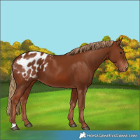 Horse Color:Chestnut Appaloosa 