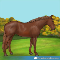 Horse Color:Chestnut 