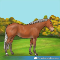 Horse Color:Silver Bay 