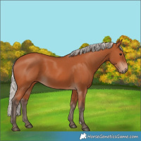 Horse Color:Silver Bay 