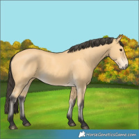 Horse Color:Buckskin 