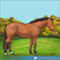 Horse Color:Bay 