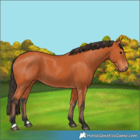Horse Color:Bay 