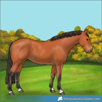 Horse Color:Bay 