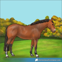 Horse Color:Bay 