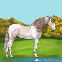 Horse Color:Gold Champagne Dun Splash Tobiano Varnish 