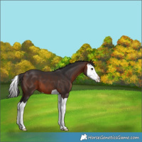 Horse Color:Brown Splash Appaloosa