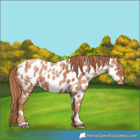Horse Color:Gold Champagne Near Leopard  and Gold Champagne Near Leopard 
