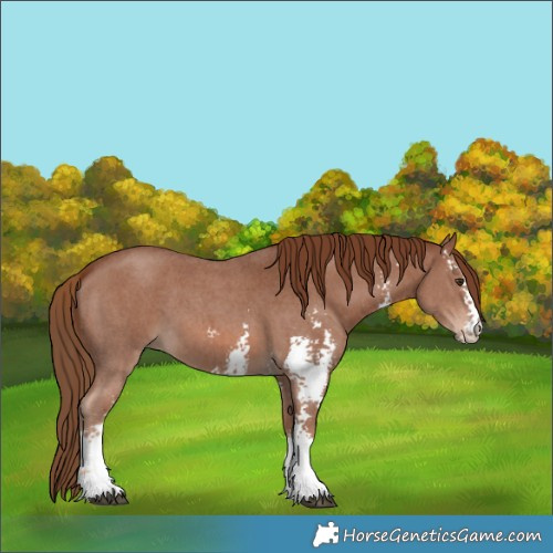 Horse Color:Chestnut Sabino 