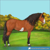 Horse Color:Bay Frame 