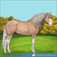 Horse Color:Gold Champagne Splash 