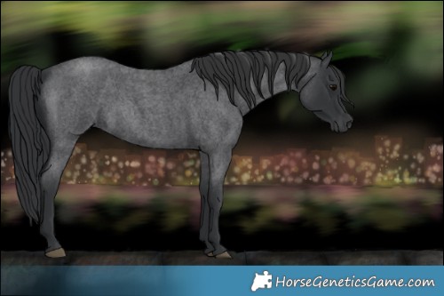 Horse Color:Blue Roan 