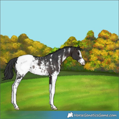 Horse Color:Brown Sabino Appaloosa Rabicano 