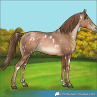 Horse Color:White Spotted Liver Chestnut Pearl 