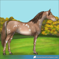 Horse Color:White Spotted Liver Chestnut Pearl