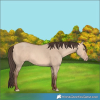 Horse Color:Amber Champagne Dun 