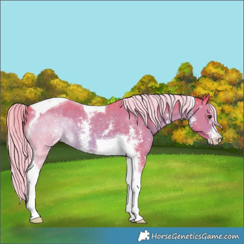 Horse Color:Watercolor Chocolate Palomino Sabino Tobiano 