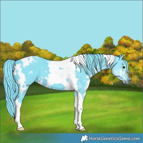 Horse Color:Watercolor White Spotted Smoky Black Tobiano 