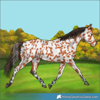 Horse Color:Bay Appaloosa 
