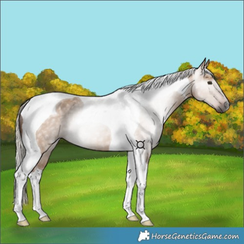 Horse Color:Gray Silver Bay Dun Tobiano