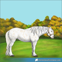 Horse Color:Palomino Appaloosa and Palomino Appaloosa