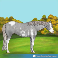 Horse Color:Liver Chestnut Sabino Splash Appaloosa 