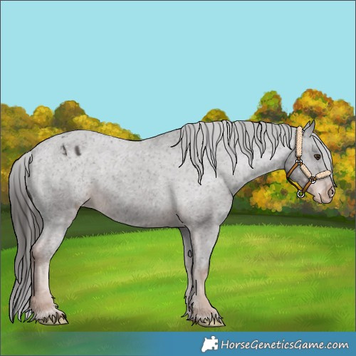 Horse Color:Liver Chestnut Varnish 