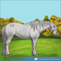 Horse Color:Liver Chestnut Varnish 