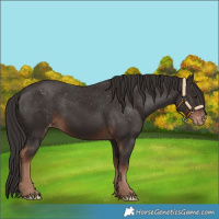 Horse Color:Liver Chestnut Appaloosa 