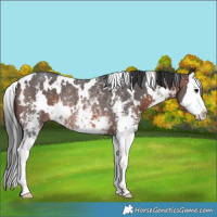 Horse Color:White Spotted Brown Sabino Splash Rabicano 