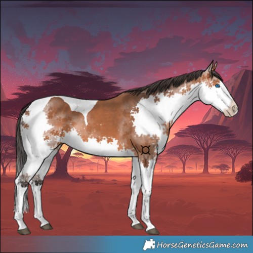 Horse Color:Bay Splash Tobiano 