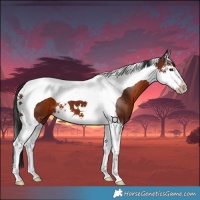 Horse Color:Bay Splash Tobiano 