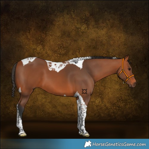 Horse Color:Bay Tobiano 