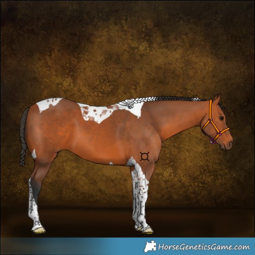 Horse Color:Bay Tobiano 
