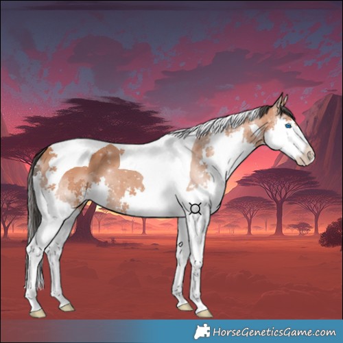 Horse Color:Bay Splash Tobiano 