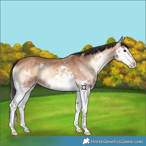 Horse Color:Bay Onyx Splash