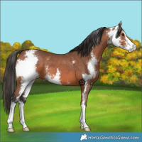 Horse Color:Bay Sabino 