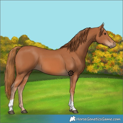 Horse Color:Chestnut Sabino Tobiano 