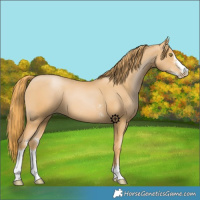 Horse Color:Chestnut Pearl Sabino 