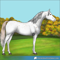 Horse Color:Chestnut Sabino 
