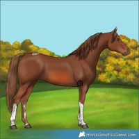 Horse Color:Chestnut Tobiano 