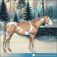 Horse Color:Silver Classic Champagne Splash Tobiano 