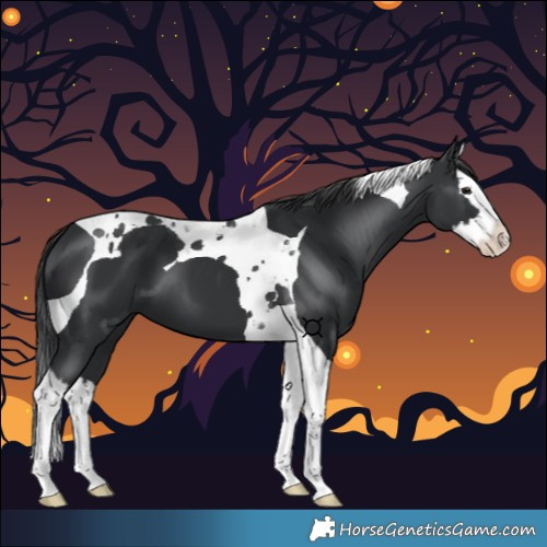 Horse Color:Black Splash Tobiano 