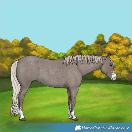 Horse Color:Silver Blue Roan Sabino