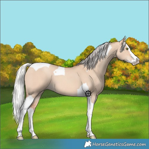 Horse Color:Silver Amber Champagne Dun Splash Tobiano