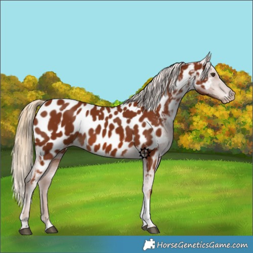 Horse Color:Chestnut Tobiano Appaloosa 
