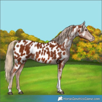 Horse Color:Chestnut Tobiano Appaloosa 