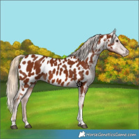 Horse Color:Chestnut Tobiano Appaloosa 